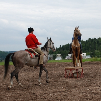 CV-Ponyfarm Showprogramm 2010 - 07