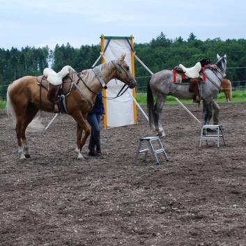 CV-Ponyfarm Showprogramm 2010 - 08