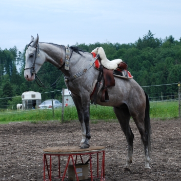 CV-Ponyfarm Showprogramm 2010 - 16