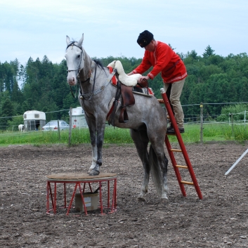 CV-Ponyfarm Showprogramm 2010 - 19