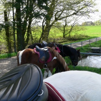 Die Ponys der CV-Ponyfarm auf Schatzsuche April 2011 - 05