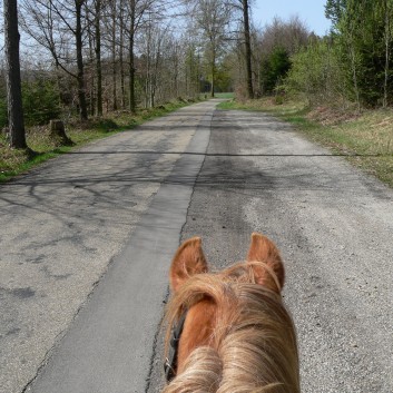 Die Ponys der CV-Ponyfarm auf Schatzsuche April 2011 - 06