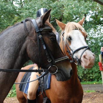 Die Ponys der CV-Ponyfarm in Kleinhoechberg im September 2011 - 13