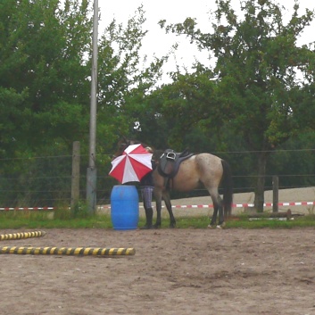 Die Ponys die CV-Ponyfarm in Steinbach 2011-2- 05