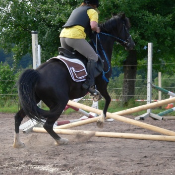 Die Ponys die CV-Ponyfarm in Steinbach 2011-2- 18