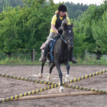 Die Ponys die CV-Ponyfarm in Steinbach 2011-2- 19