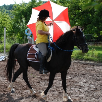 Die Ponys die CV-Ponyfarm in Steinbach 2011 - 27