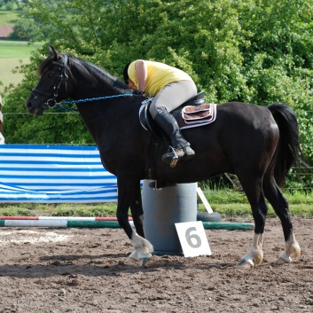 Die Ponys die CV-Ponyfarm in Steinbach 2011 - 32