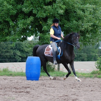 Die Ponys die CV-Ponyfarm in Steinbach 2011 - 49