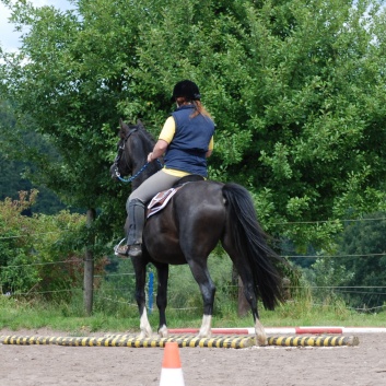 Die Ponys die CV-Ponyfarm in Steinbach 2011 - 51