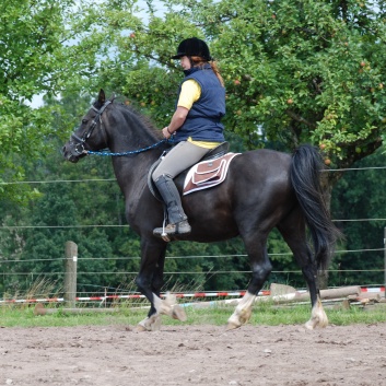 Die Ponys die CV-Ponyfarm in Steinbach 2011 - 54
