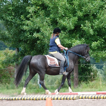 Die Ponys die CV-Ponyfarm in Steinbach 2011 - 55