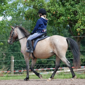 Die Ponys die CV-Ponyfarm in Steinbach 2011 - 63