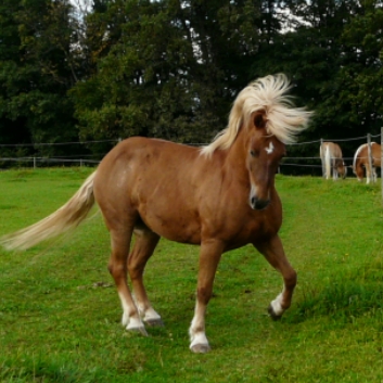 Galerie CV-Ponyfarm 2-06-14