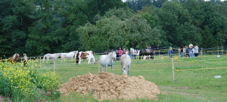 Gelaenderallye CV-Ponyfarm 2011- Padocks 01 Gelaenderallye CV-Ponyfarm 2011- Padocks 01
