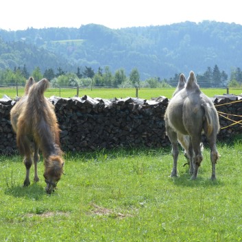 Internes Reitturnier der CV-Ponyfarm 2015 - 02