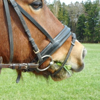 Kiddi - Treck der CV Ponyfarm im April 2018 - 17