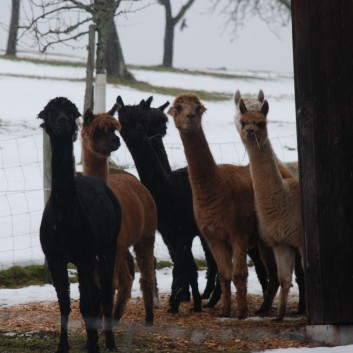 Nikolausumzug der CV-Ponyfarm im Jahr 2010 - 11