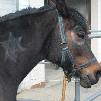 Pony-2-012
