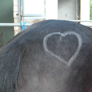 Pony-2-013