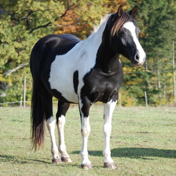 Pony Nadja von der CV-Ponyfarm 01