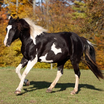 Pony Nadja von der CV-Ponyfarm 02