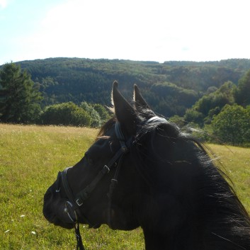 Reiterferien auf der CV Ponyfarm 2016 - 012