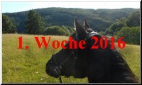Schaltflaeche erste Woche 2016 Neu