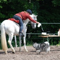Startbild Gelnderallye 2010 - CV Ponyfarm