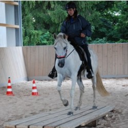 Startbild Gelnderallye 2012 - CV Ponyfarm