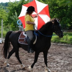 Startbild Turnier Steinbach 2010 - CV Ponyfarm