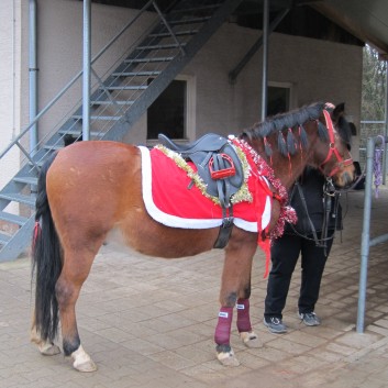 Weihnachtsfeier 2016 mit Ponys und Pferden 07