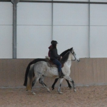 Weihnachtsfeier 2016 mit Ponys und Pferden 37