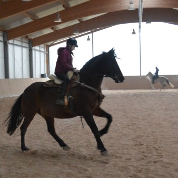 Weihnachtsfeier 2016 mit Ponys und Pferden 38