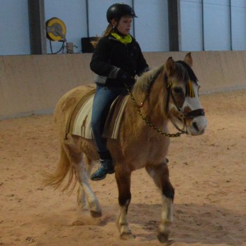 Weihnachtsfeier 2016 mit Ponys und Pferden 42