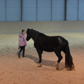 Weihnachtsfeier 2016 mit Ponys und Pferden 50